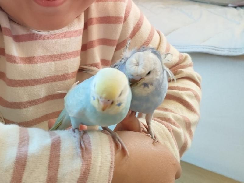 グンチャンちゃん グンチャンちゃん