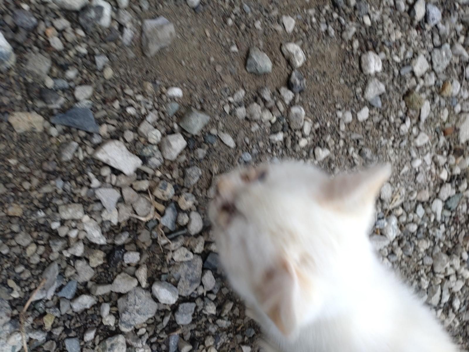 目撃された猫 目撃された猫