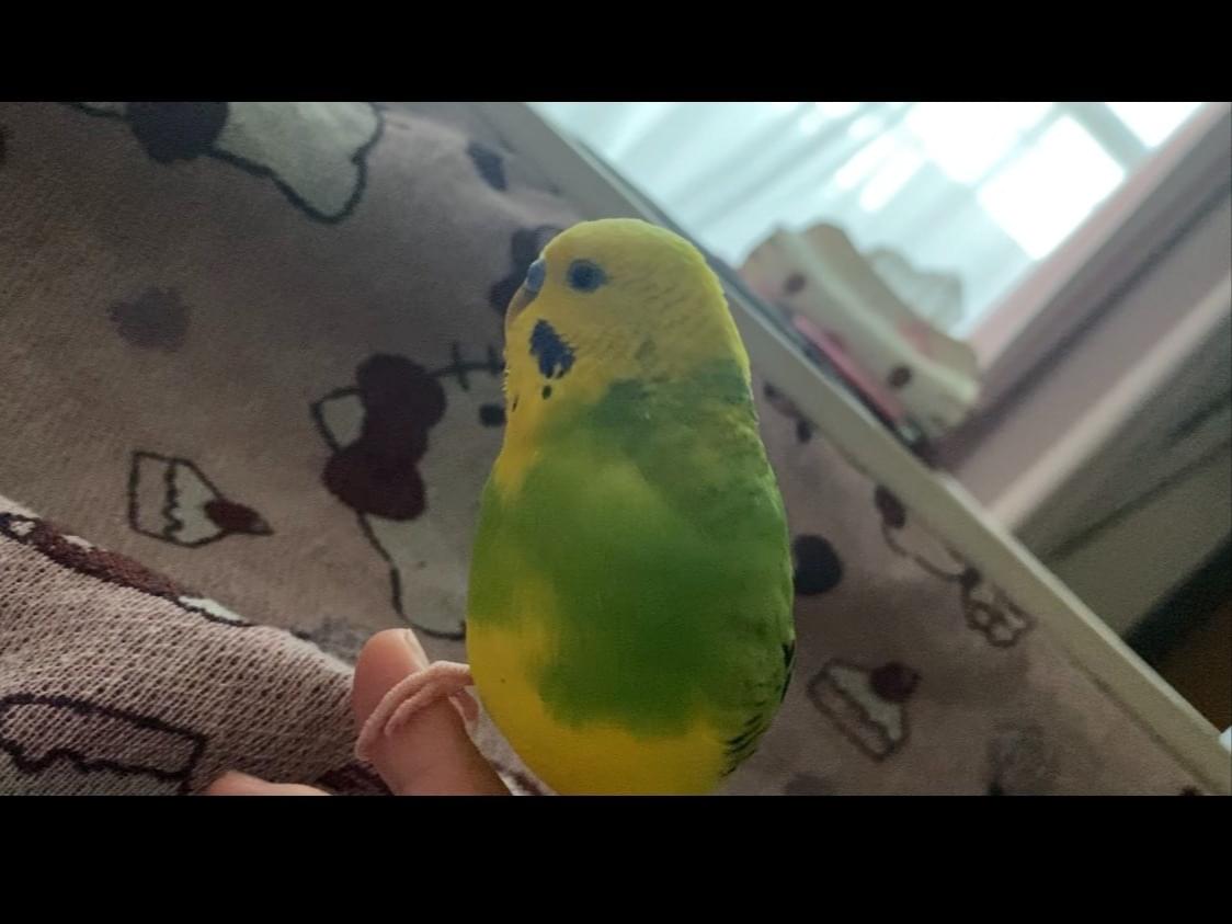 ピッピちゃん