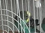 ぴいちゃん ぴいちゃん