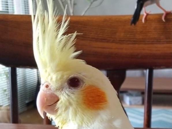 ニコちゃん ニコちゃん