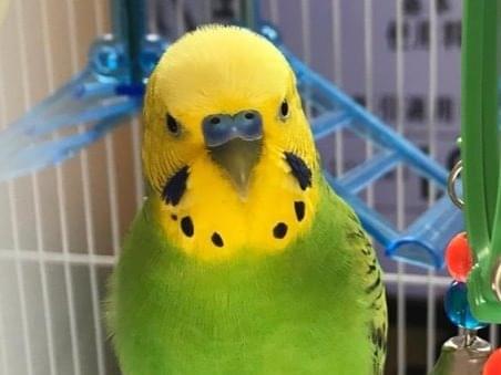 保護された鳥 保護された鳥