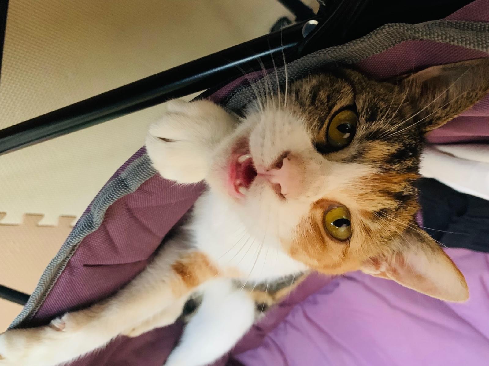 保護された猫