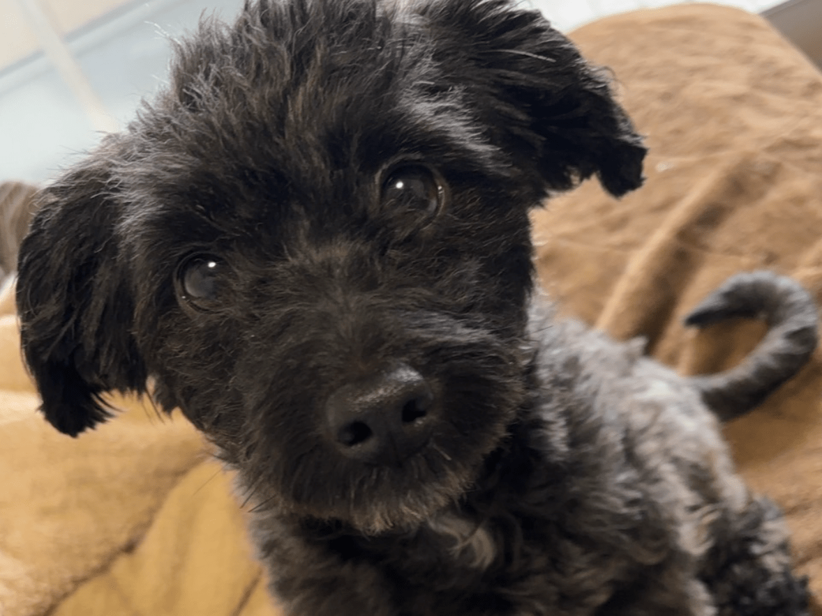 保護された犬 保護された犬