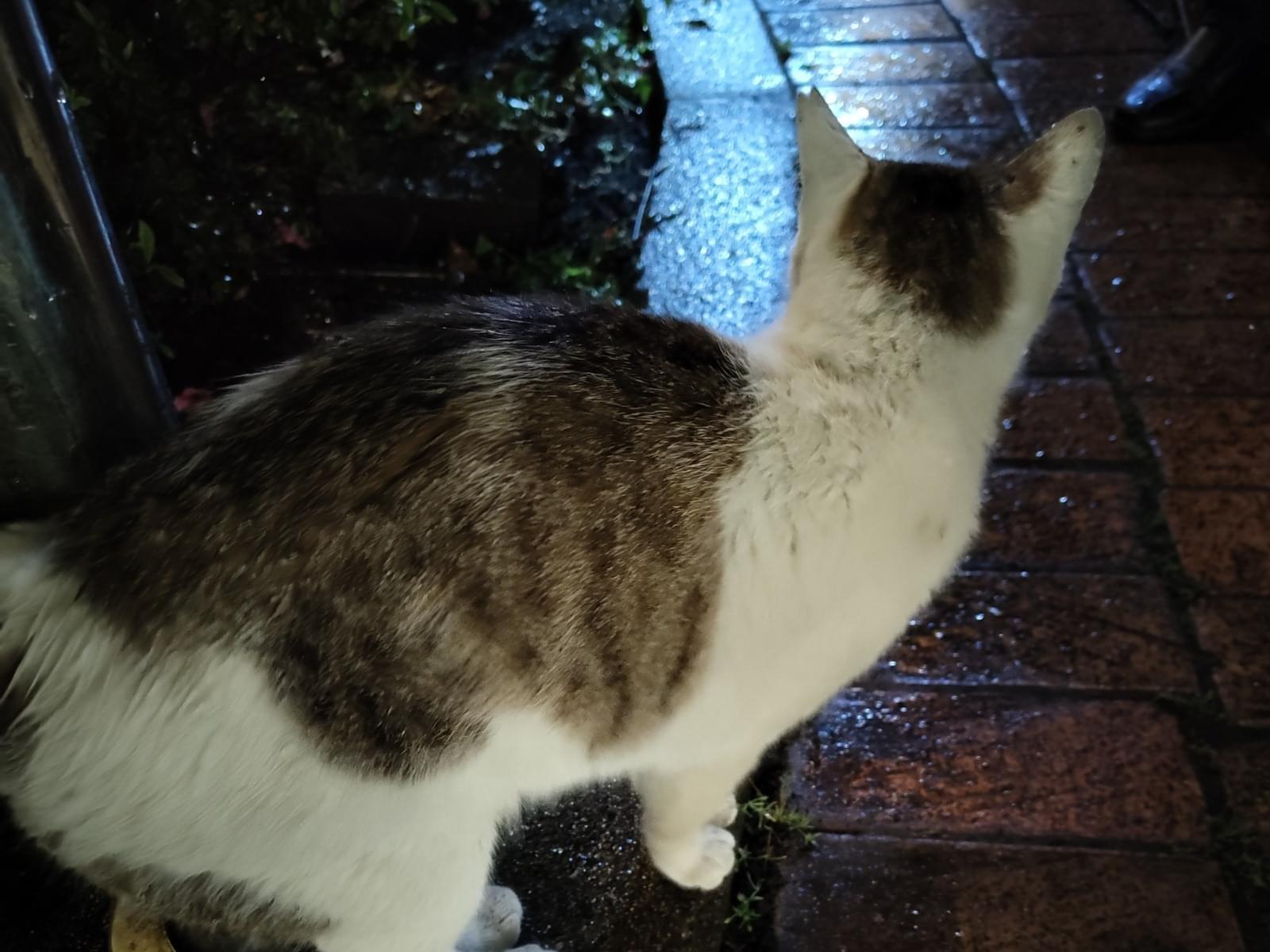 目撃された猫 目撃された猫