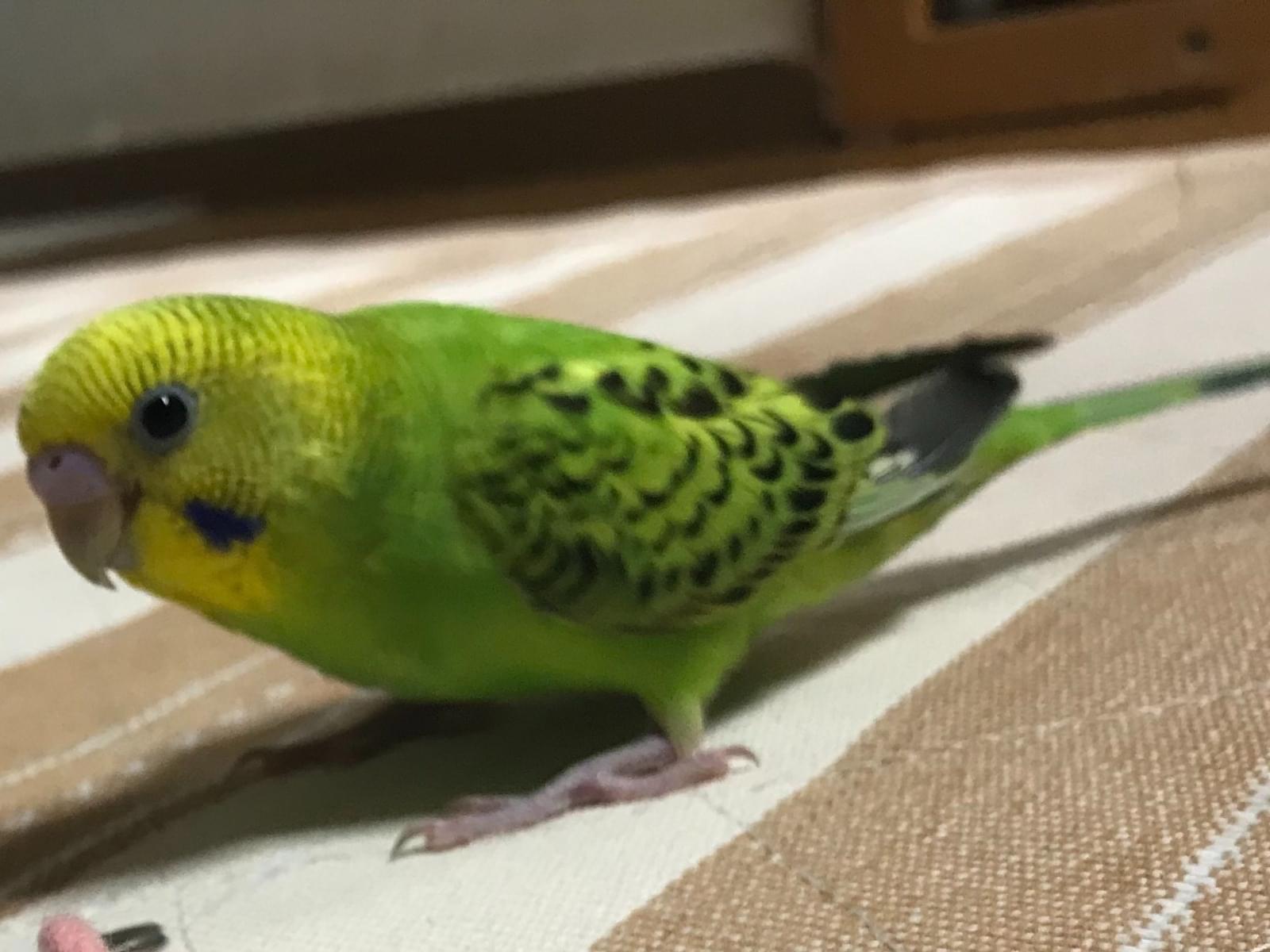 ベルちゃん ベルちゃん