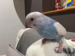 ラッキーホール   gif   