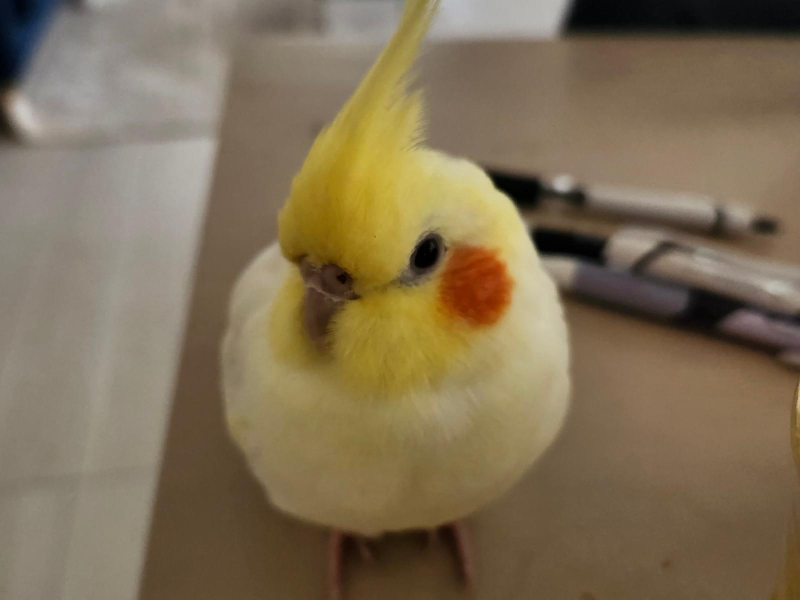 ゆずちゃん ゆずちゃん