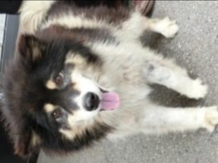 保護された犬 保護された犬