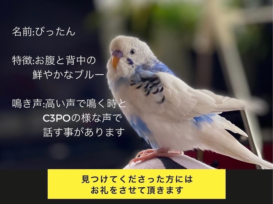 ビッタンちゃん ビッタンちゃん