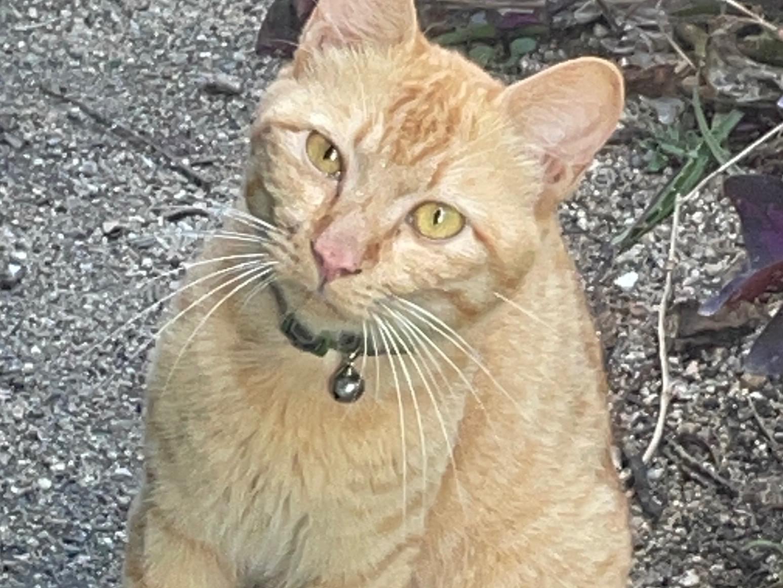 目撃された猫 目撃された猫
