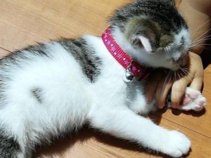 ぺぺちゃん ぺぺちゃん