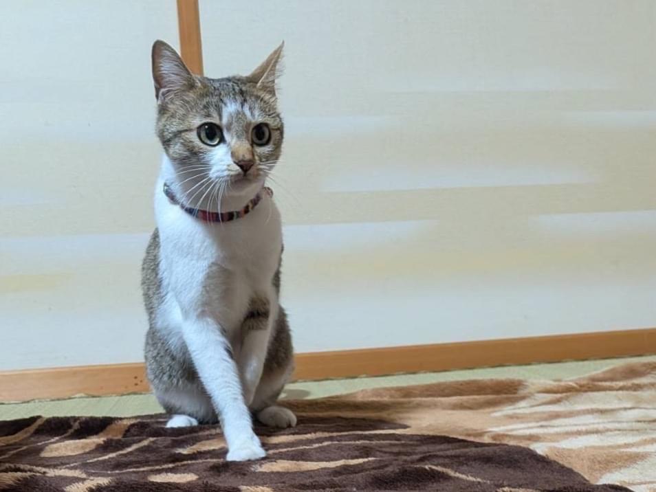 ノンちゃん