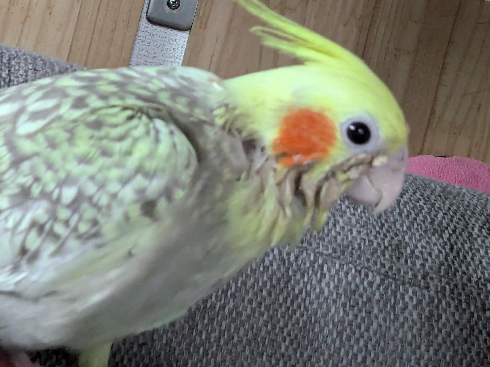 ぴーちゃん ぴーちゃん
