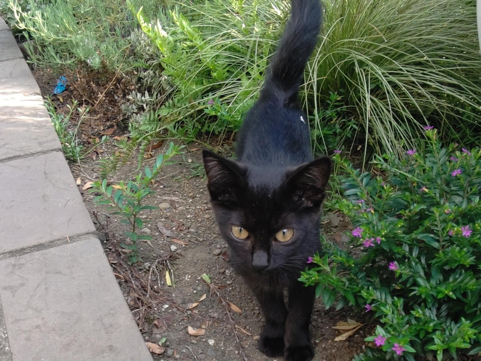 目撃された猫 目撃された猫