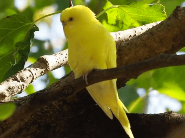 保護された鳥 保護された鳥