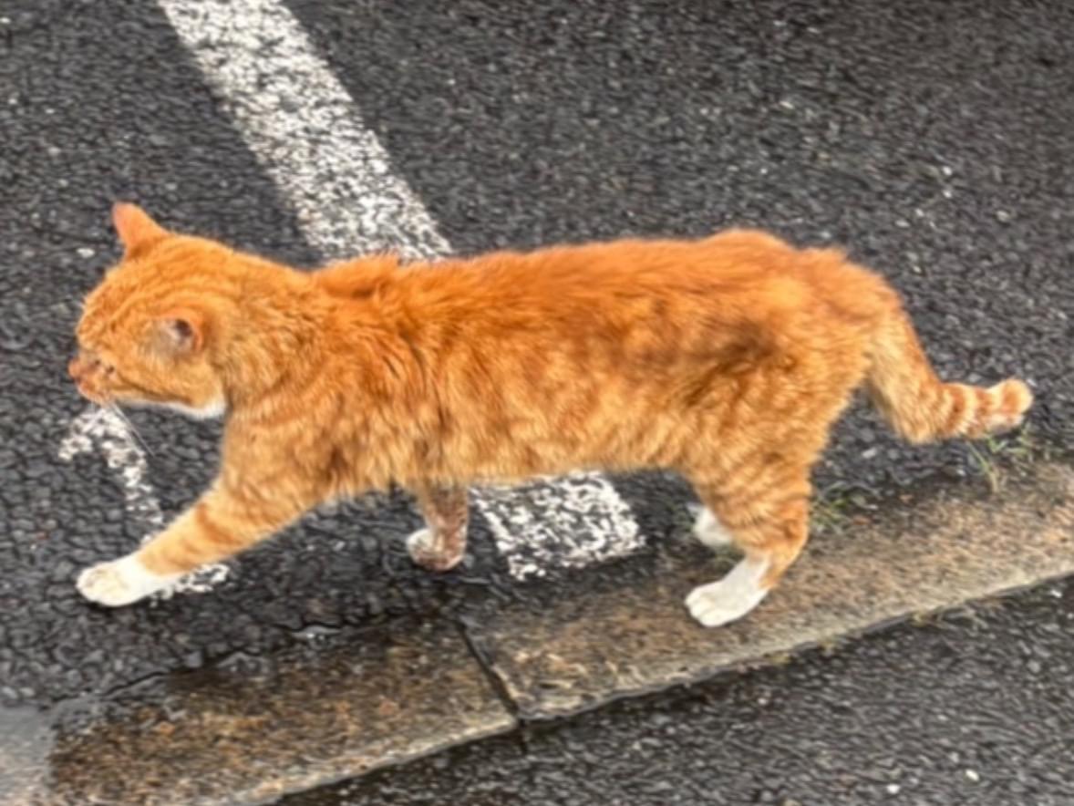目撃された猫 目撃された猫