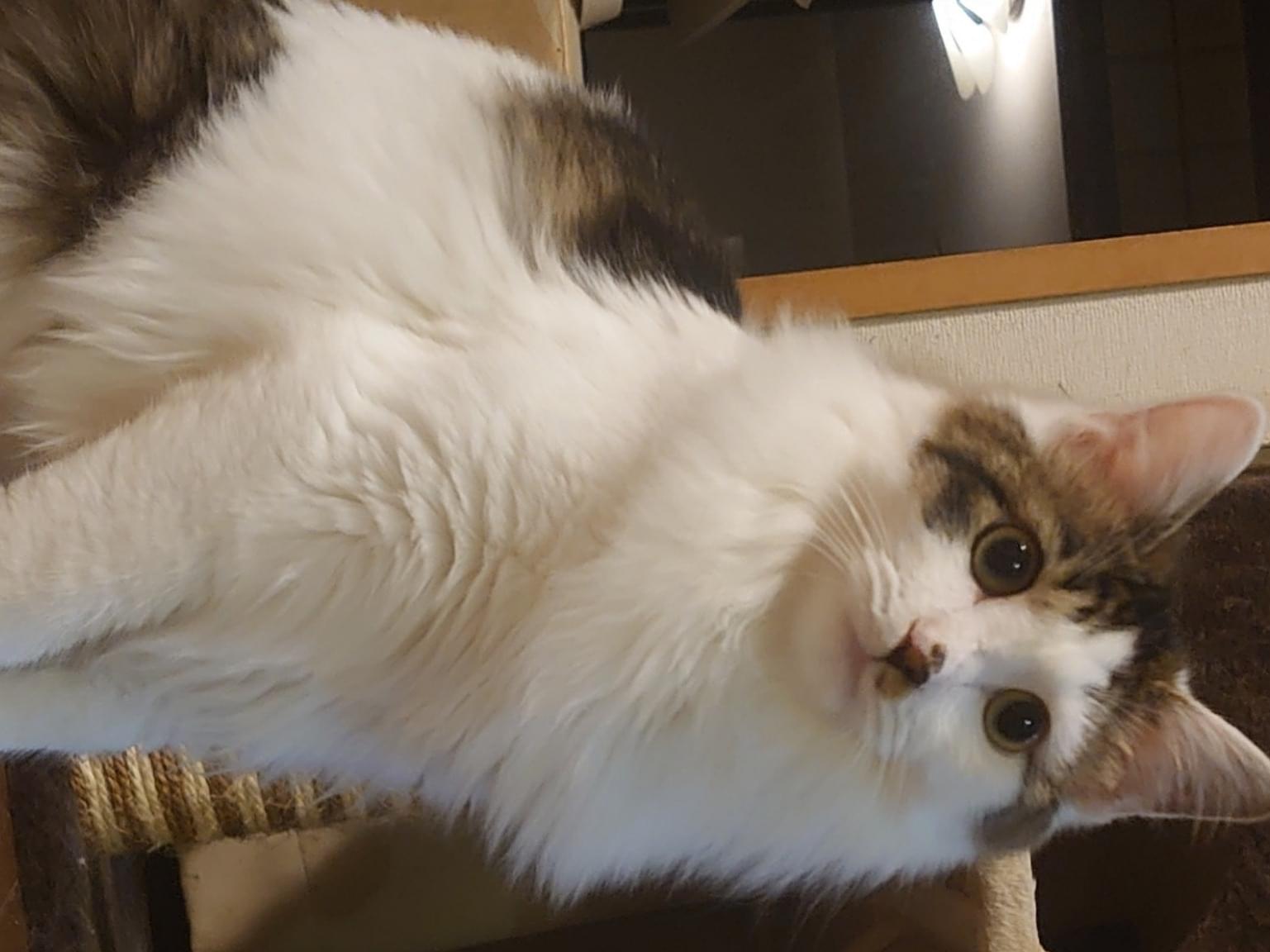 ぶっちゃん ぶっちゃん
