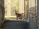 目撃された犬 目撃された犬