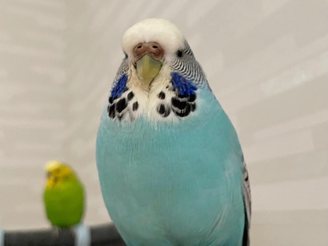 あんずちゃん あんずちゃん