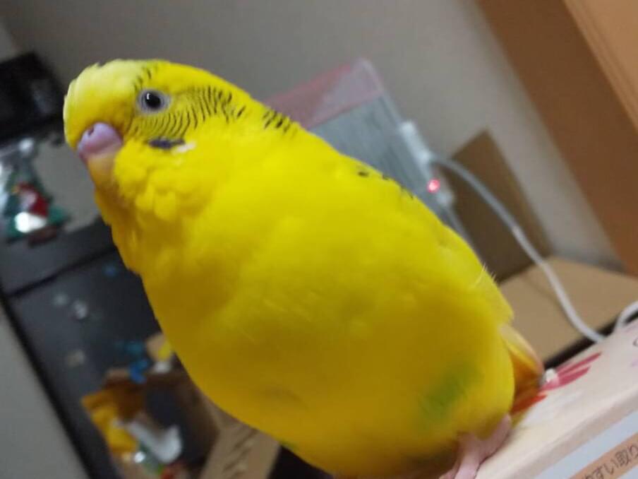 ほっぺちゃん ほっぺちゃん