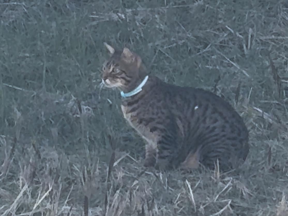目撃された猫 目撃された猫