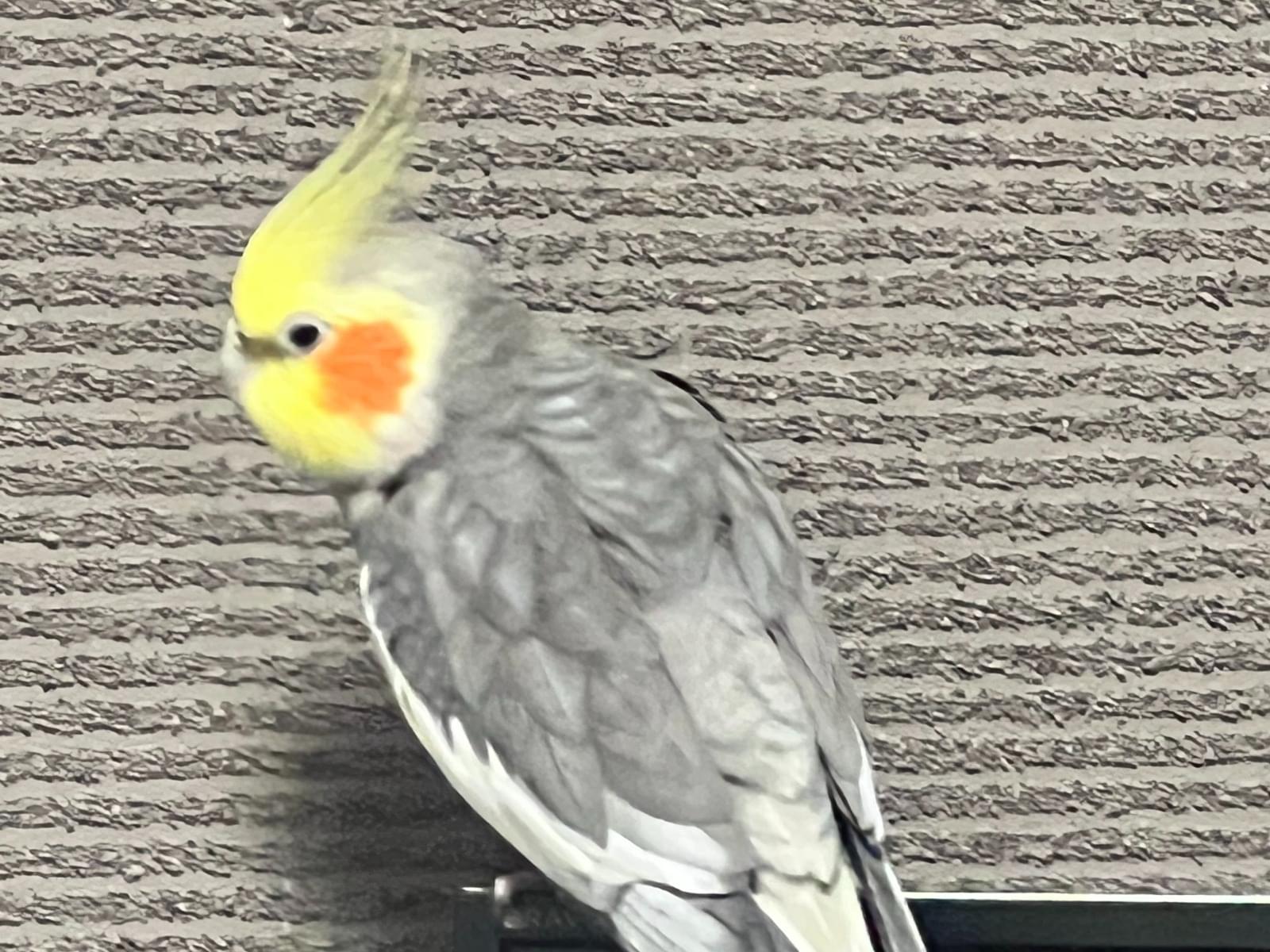 ぽんずちゃん