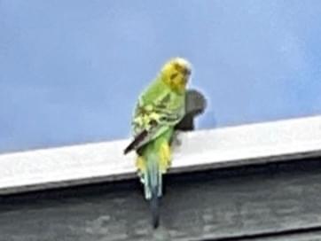 目撃された鳥 目撃された鳥