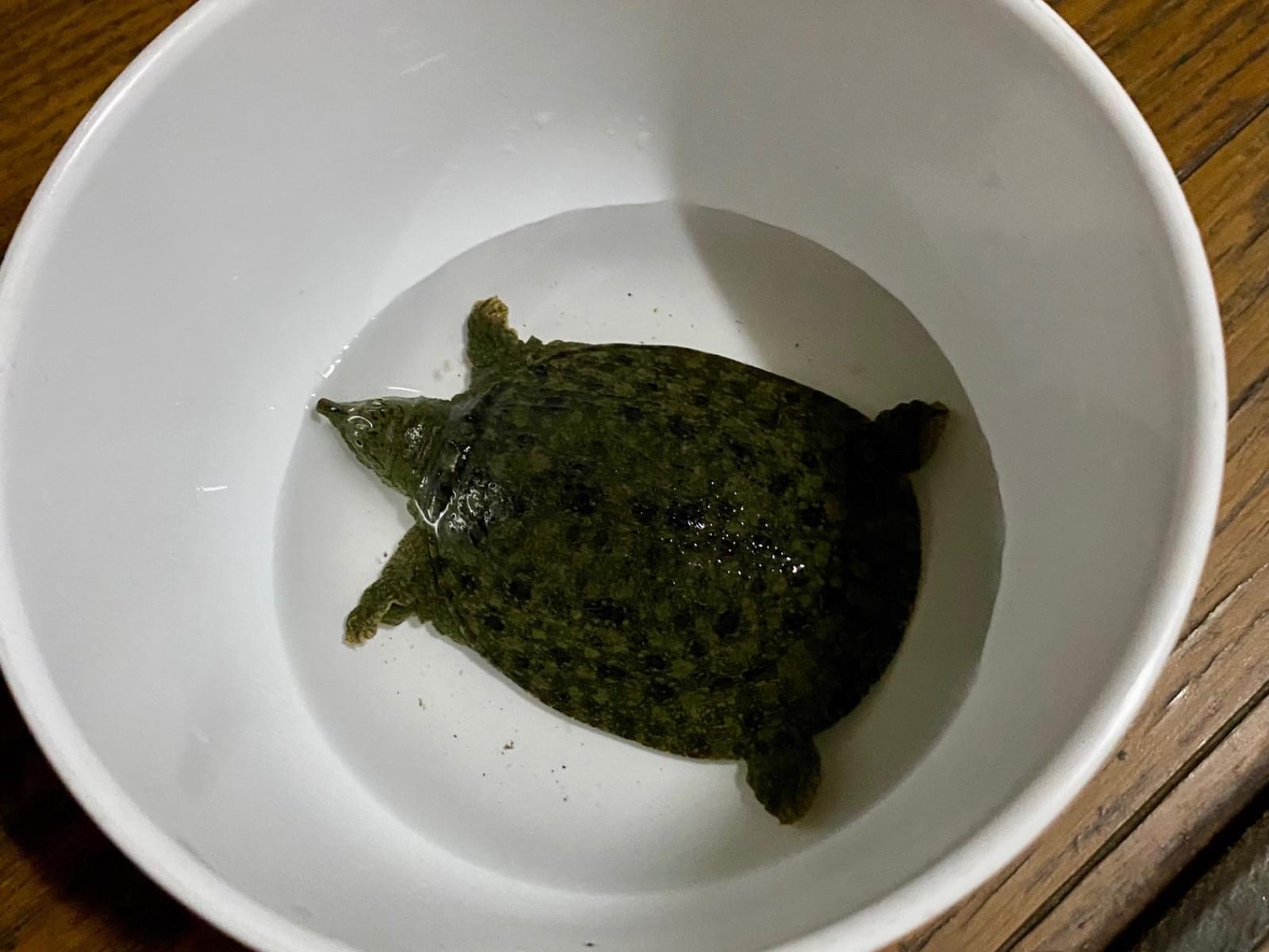 ポン吉ちゃん ポン吉ちゃん