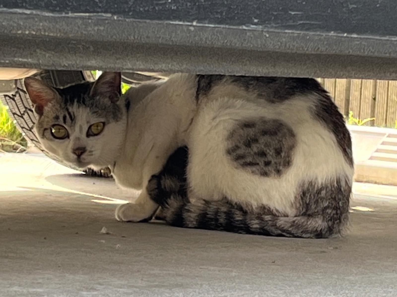目撃された猫 目撃された猫