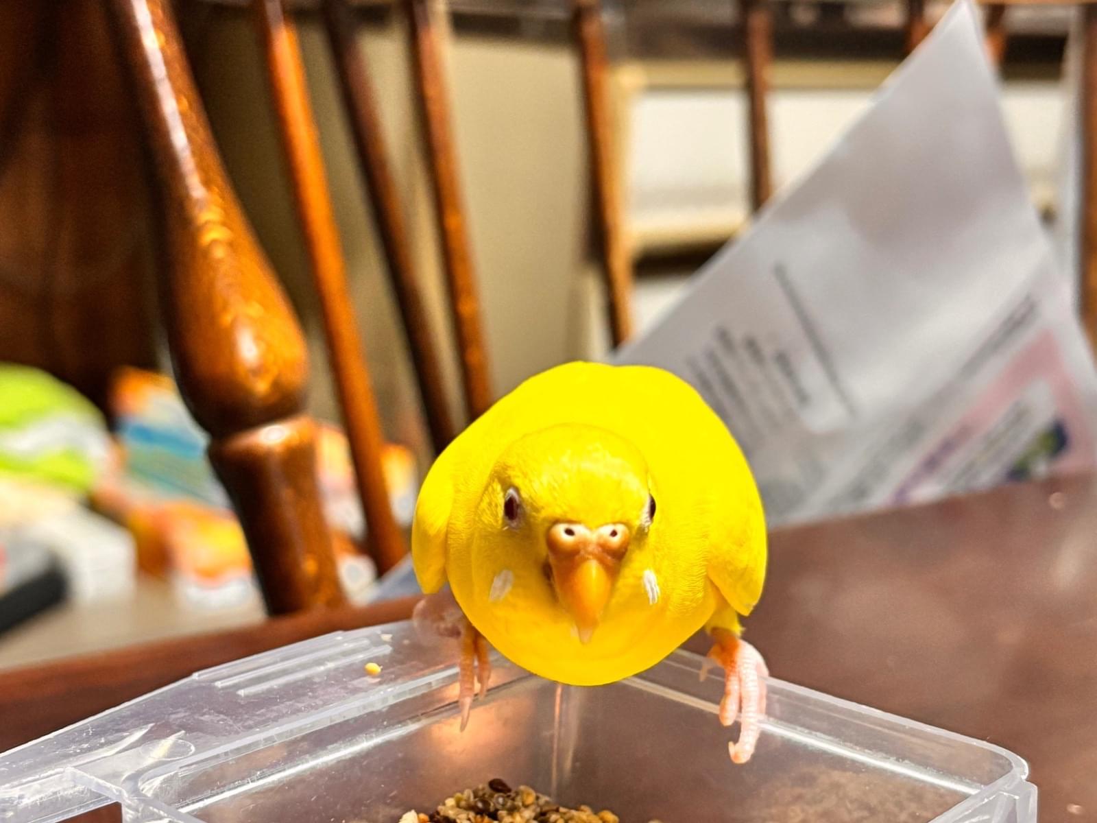 ピョロちゃん ピョロちゃん