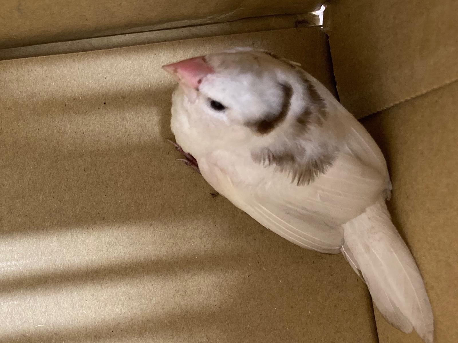 保護された鳥 保護された鳥