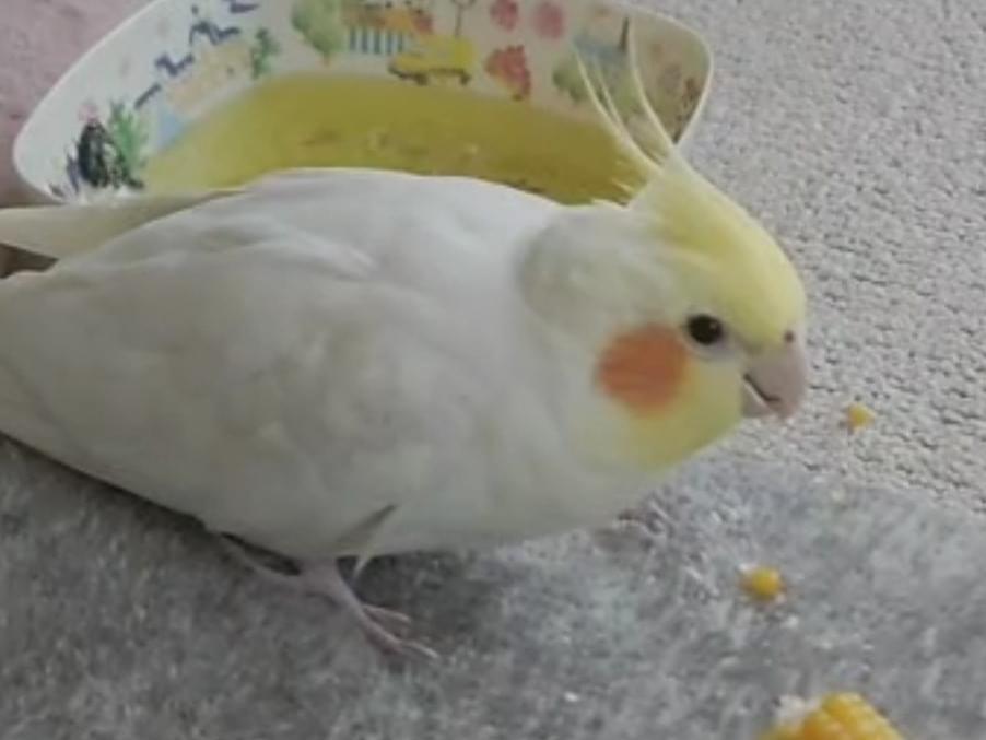 ひまわりちゃん ひまわりちゃん