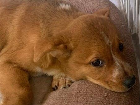 保護された犬 保護された犬