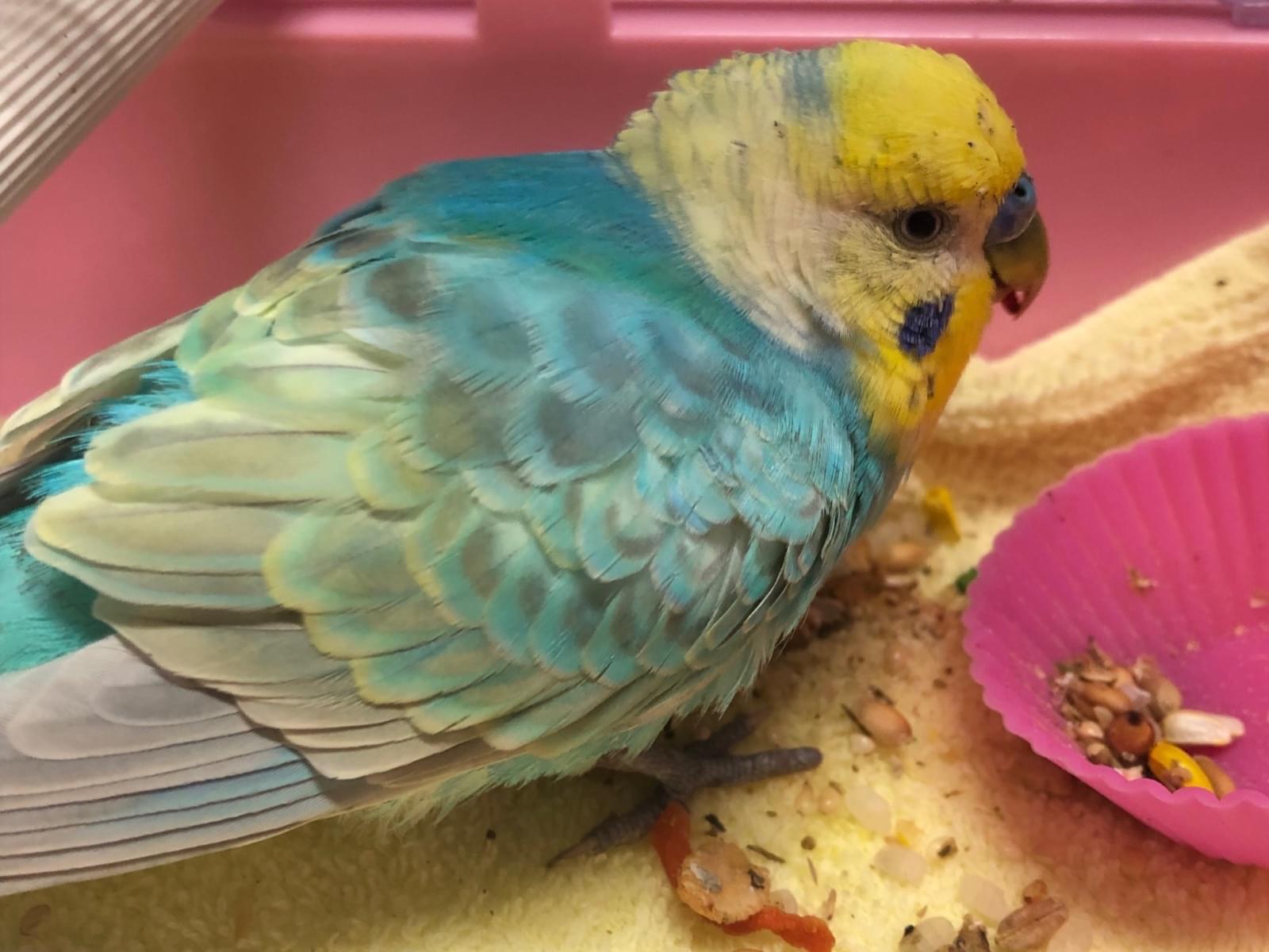 保護された鳥 保護された鳥