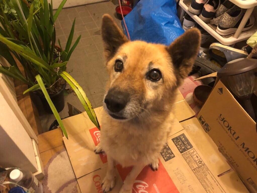こまちちゃん こまちちゃん