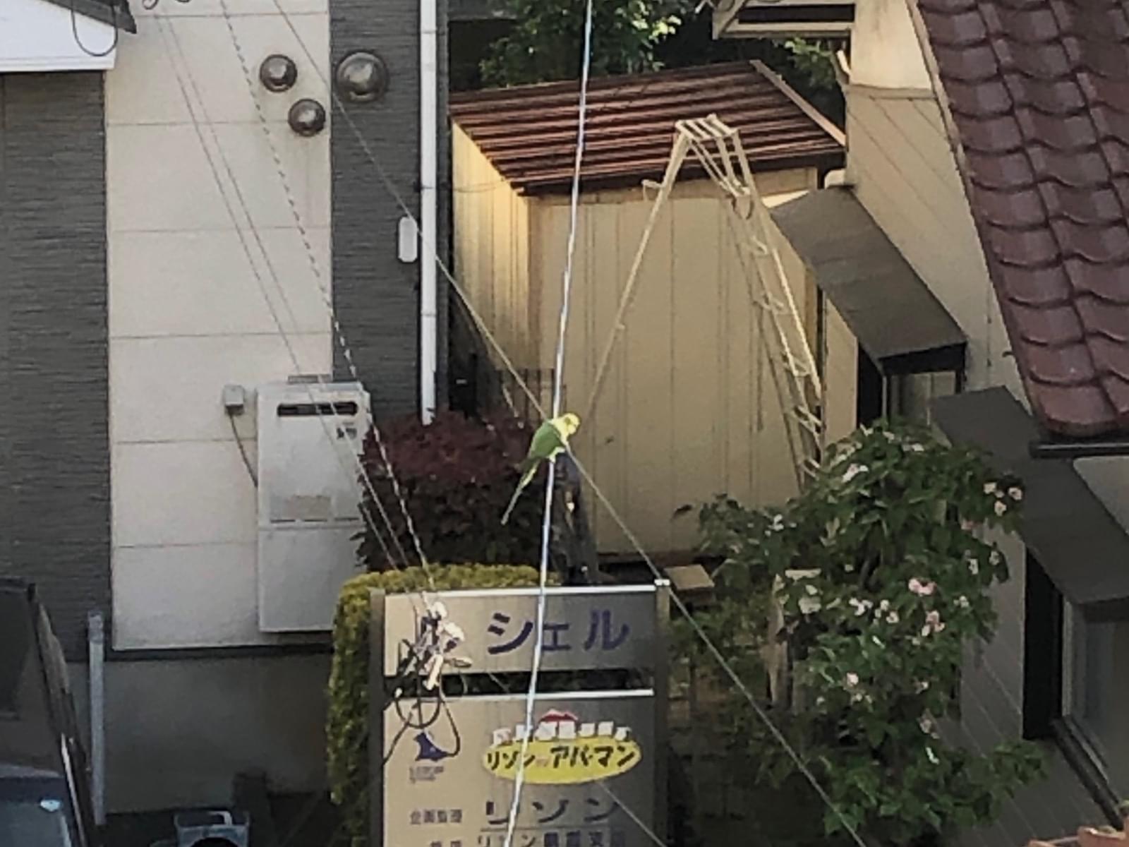 目撃された鳥 目撃された鳥