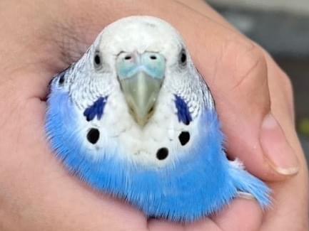 保護された鳥 保護された鳥