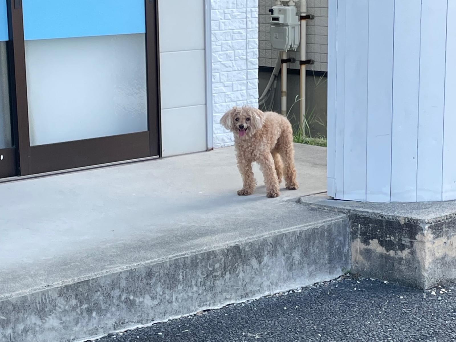 目撃された犬 目撃された犬