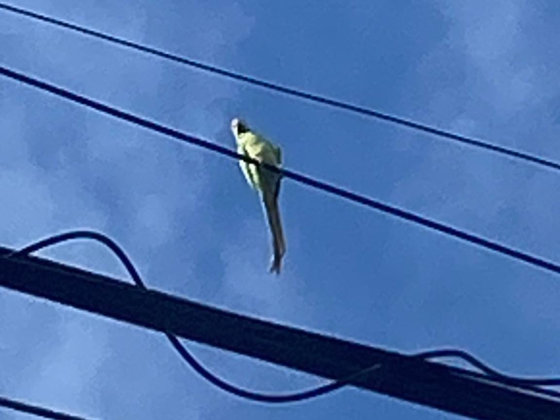 目撃された鳥 目撃された鳥