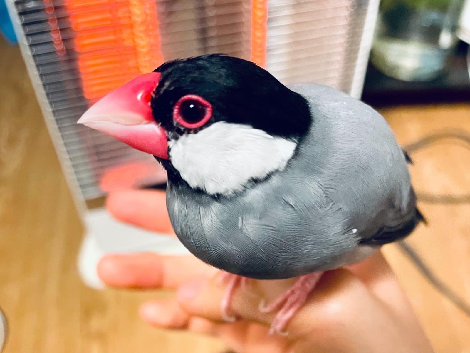 でんちゃん でんちゃん