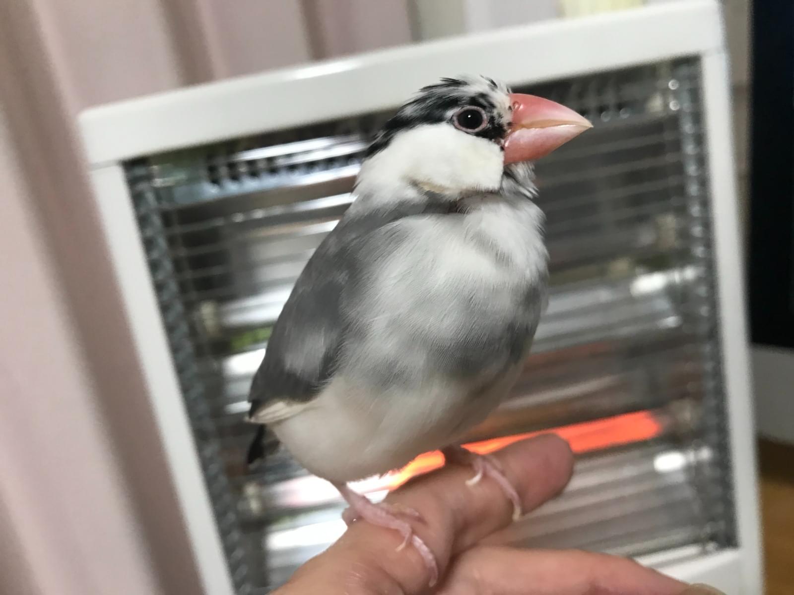 ちょこちゃん ちょこちゃん