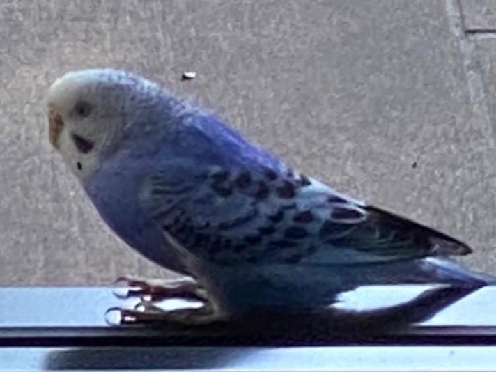 目撃された鳥 目撃された鳥