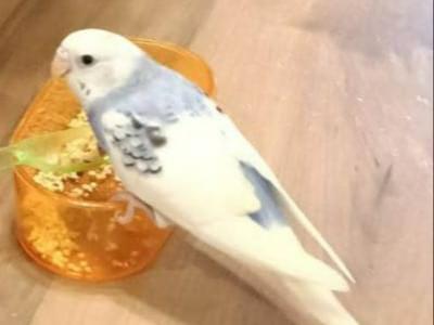 たまごちゃん たまごちゃん