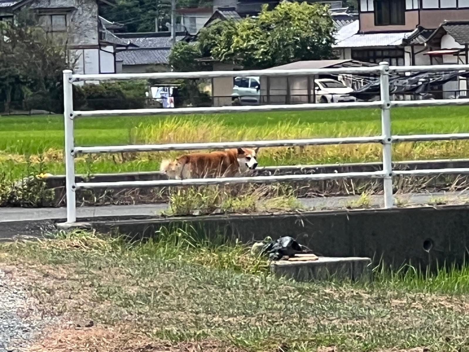 目撃された犬 目撃された犬