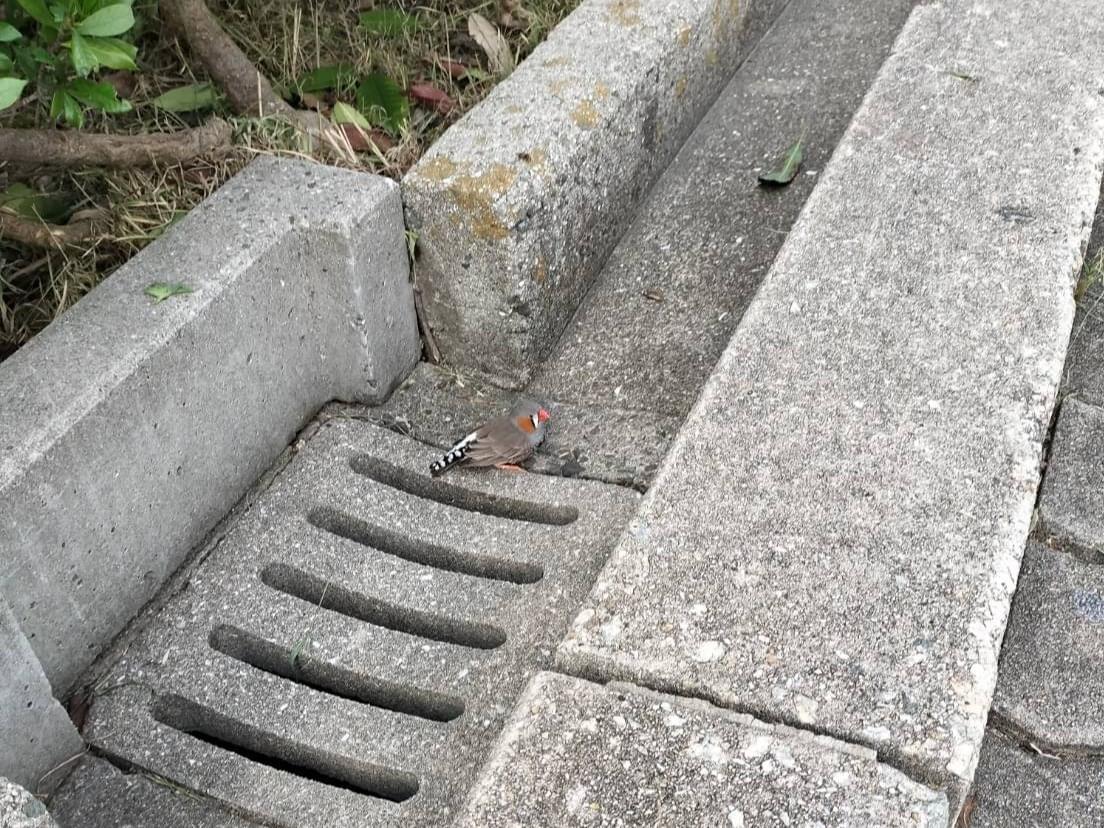 保護された鳥