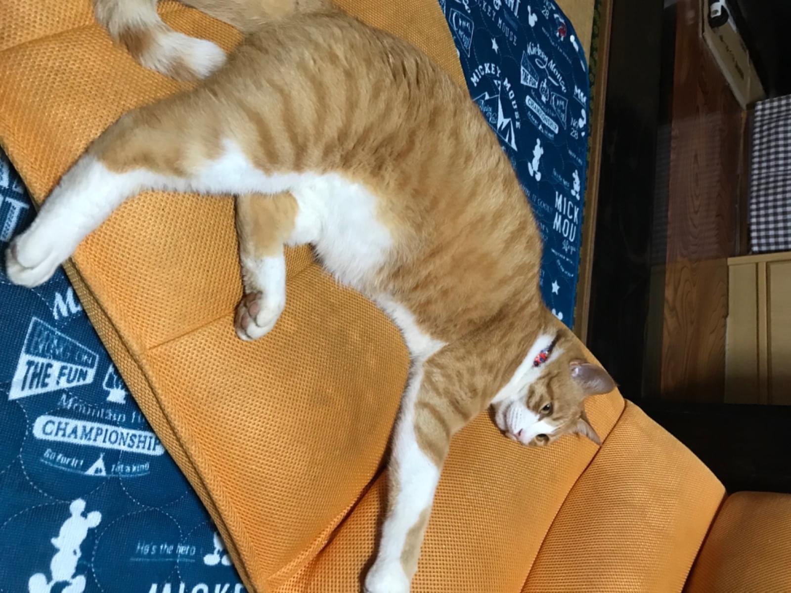 保護された猫 保護された猫