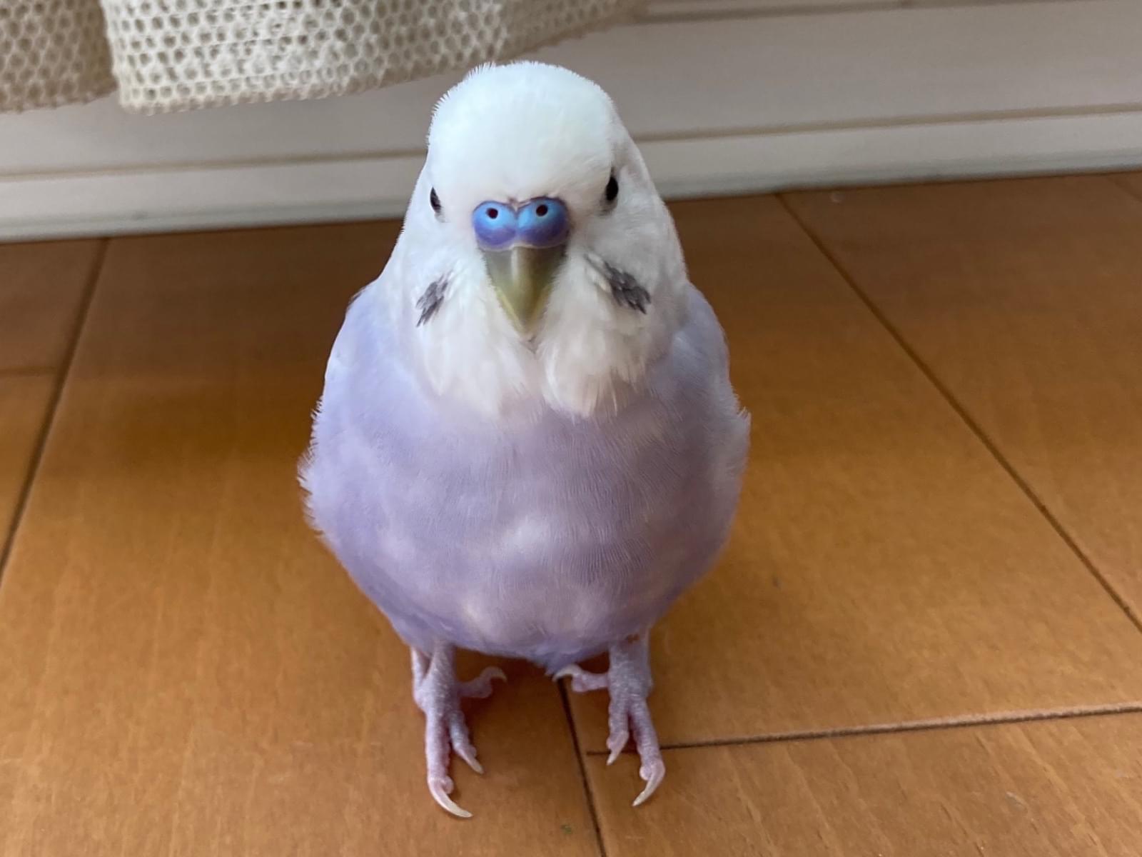 ぴーちゃん ぴーちゃん