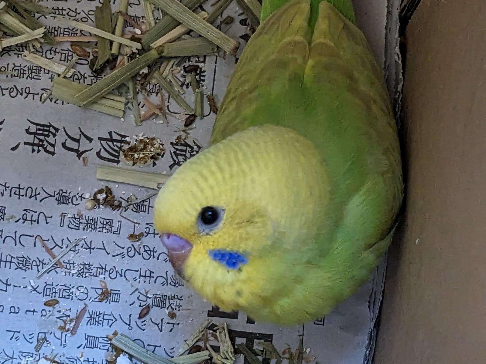 たーくんちゃん たーくんちゃん