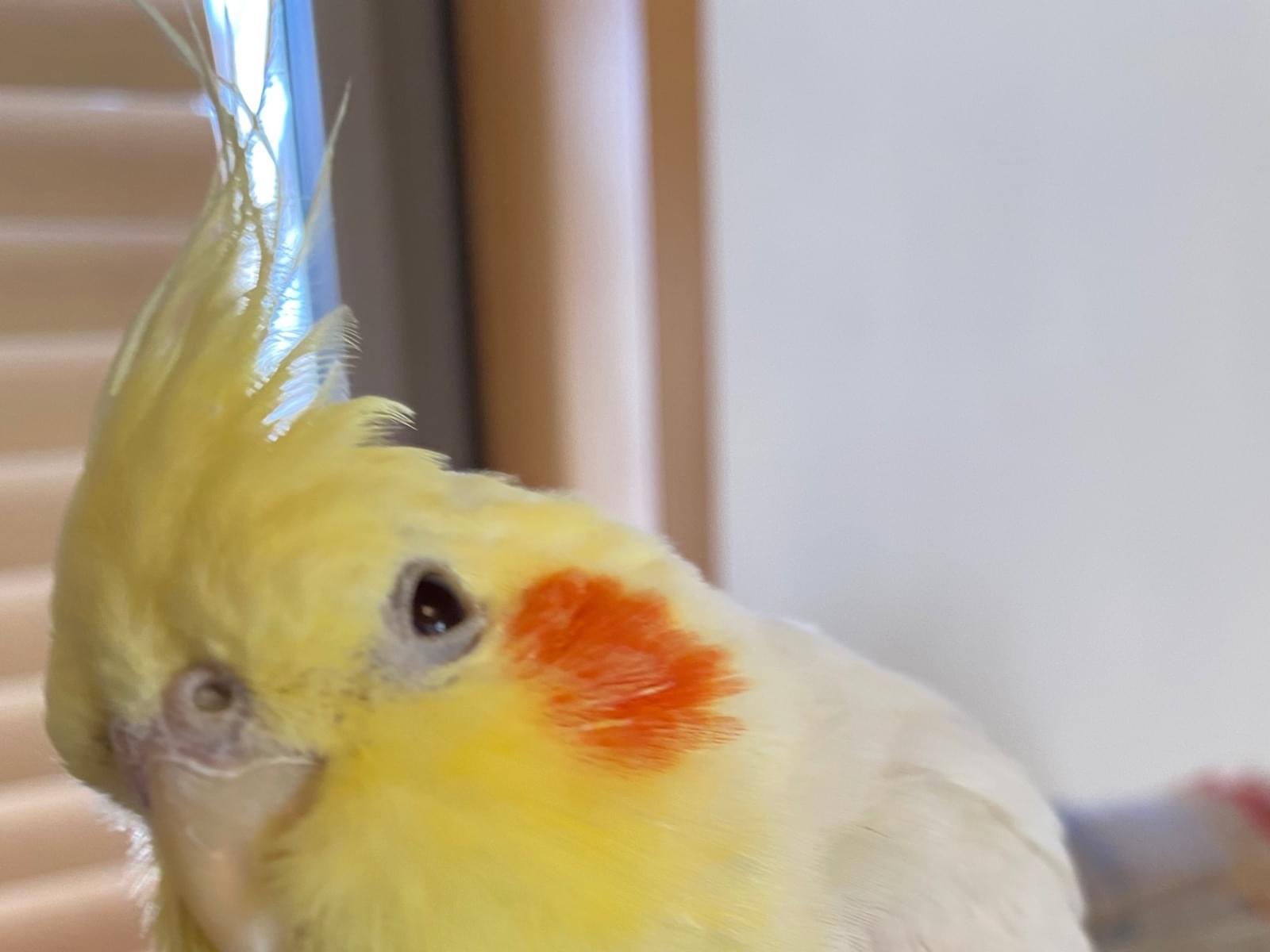 ピヨちゃん ピヨちゃん
